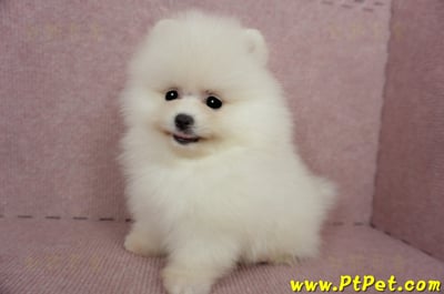 03/14迷你型松鼠白博美公幼犬1號(台北信義)10