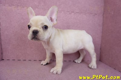 07/25奶油色法國鬥牛母幼犬2號(桃園楊梅)9