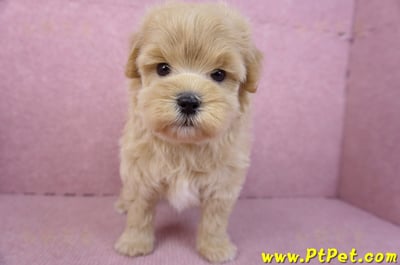 11/23馬爾泰迪公幼犬1號2