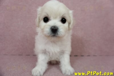 01/10奶白色馬爾泰迪母幼犬2號(屏東佳冬)3