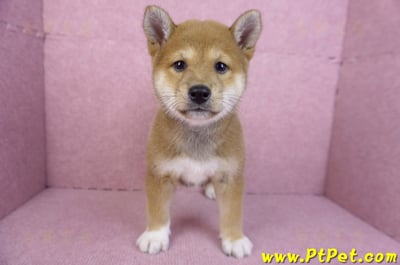 11/08赤色柴犬母幼犬1號(花蓮吉安)1