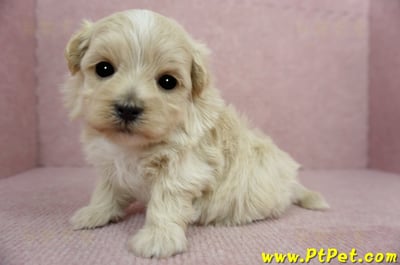 2/23奶油色馬爾泰迪 I 母幼犬1號(高雄鼓山)6