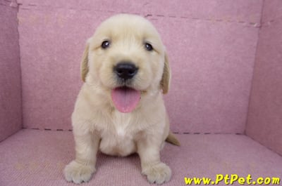 03/12黃金獵犬公幼犬3號(新北三重)1