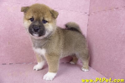 01/11赤色柴犬母幼犬(屏東竹田)8