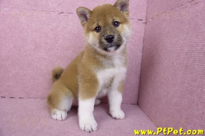 11/19赤色柴犬公幼犬(台中豐原)4