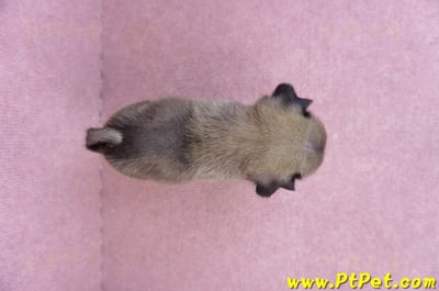 09/08巴哥公幼犬1號(新北樹林)11