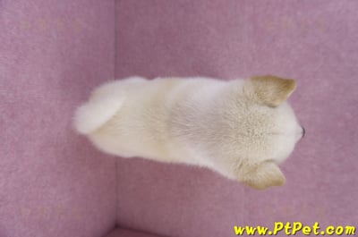 11/19白色柴犬公幼犬(高雄鳳山)11