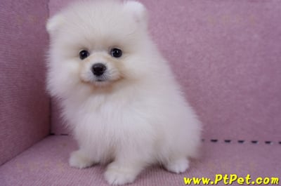 06/23迷你型松鼠白博美公幼犬(新北板橋)8