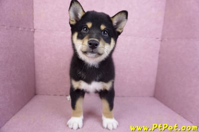 11/08黑色柴犬公幼犬(桃園蘆竹)2