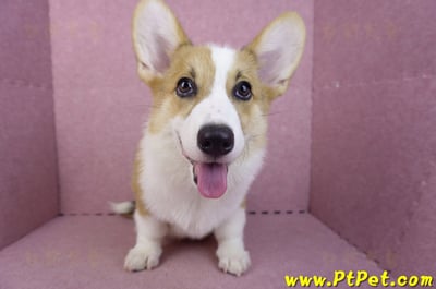 04/28雙色柯基犬公幼犬(屏東潮州)3