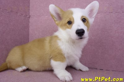 11/05雙色柯基犬公幼犬(新竹新豐)3