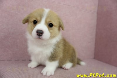 02/09雙色柯基犬母幼犬2號(桃園龍潭)7