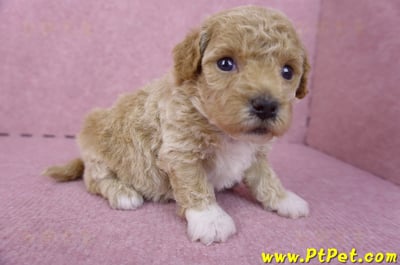 04/01泰迪比熊母幼犬1號4