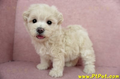 03/31奶油色馬爾泰迪母幼犬3號(屏東恆春)12