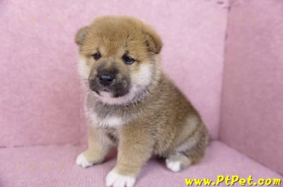 11/19赤色柴犬公幼犬2號(高雄三民)4