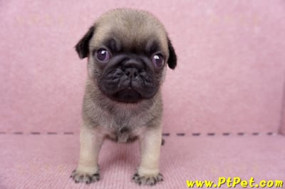 07/09巴哥公幼犬1號(台南關廟)1