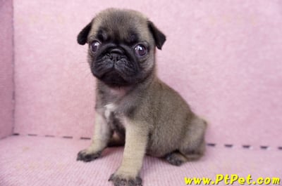 07/09巴哥母幼犬2號(桃園觀音)10