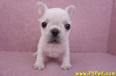 07/25奶油色法國鬥牛母幼犬3號(屏東內埔)3