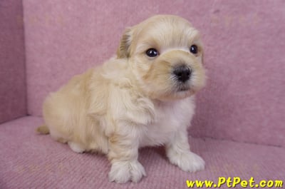 11/23馬爾泰迪公幼犬2號(高雄左營)3