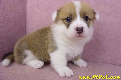 03/14雙色柯基犬公幼犬4