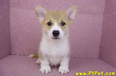 08/05雙色柯基犬公幼犬2號(屏東潮州)1