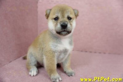 04/29赤色柴犬母幼犬2號(高雄鼓山)3