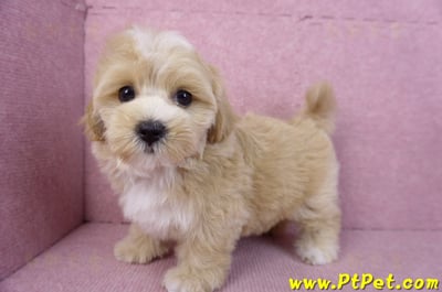 11/02馬爾泰迪母幼犬(新竹關西)12