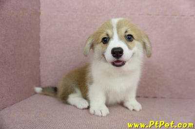 02/09雙色柯基犬母幼犬(屏東九如)9