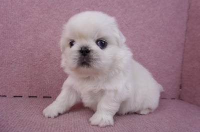 10/31北京狗公幼犬(屏東市)5