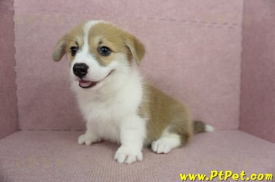 02/09雙色柯基犬母幼犬(屏東九如)11