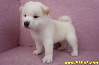 07/22白色柴犬公幼犬10