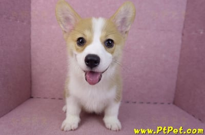 05/27雙色柯基犬公幼犬(台中西屯)3