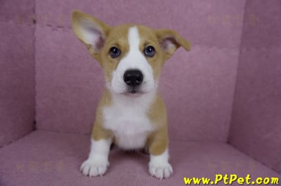 05/09雙色柯基犬公幼犬(南投市)1