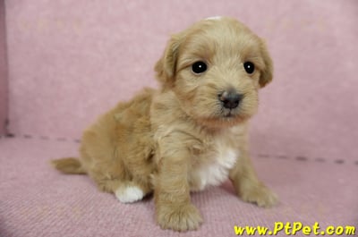 05/05奶油色馬爾泰迪公幼犬3號(高雄)3