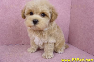 12/10馬爾泰迪母幼犬(台北大安)12