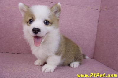 11/05雙色柯基犬公幼犬4號(台南安平)9