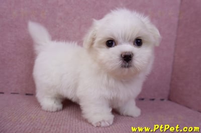 06/26迷你型馬爾濟斯公幼犬(新北三重)7