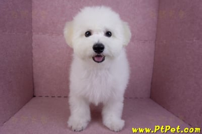 07/22比熊犬公幼犬(屏東市)2