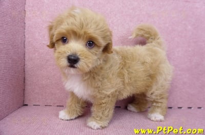 06/15奶油色馬爾泰迪公幼犬(新北蘆洲)9