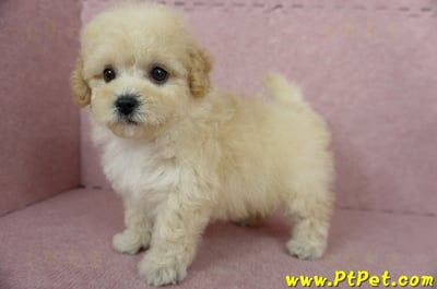 11/08泰迪比熊母幼犬(屏東長治)10