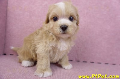 10/18馬爾泰迪公幼犬1號(高雄三民)4