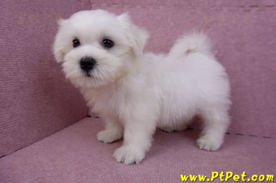 07/26迷你型馬爾濟斯 I 公幼犬(台中東區)10