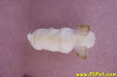 07/25奶油色法國鬥牛公幼犬(台北士林)11