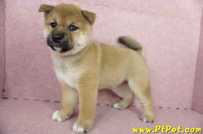 04/29赤色柴犬母幼犬(屏東東港)9