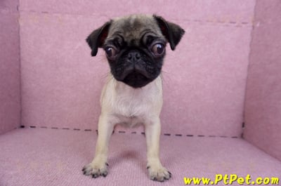 09/08巴哥母幼犬(花蓮玉里)1