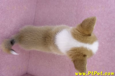 11/05雙色柯基犬公幼犬(台中北屯)12