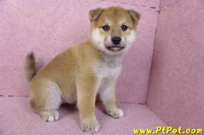 12/10赤色柴犬母幼犬(桃園龍潭)4