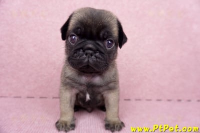 06/23巴哥公幼犬(新竹竹東)2