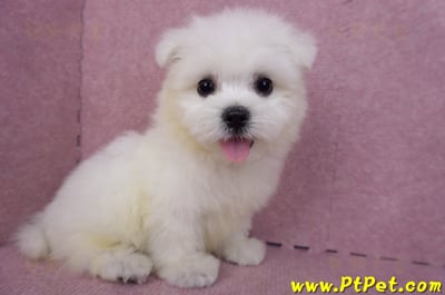 03/20馬爾濟斯公幼犬4