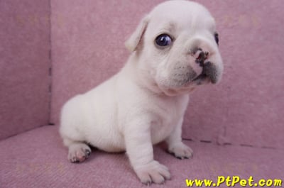 03/21奶白色法國鬥牛公幼犬1號3